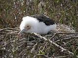 Galapagos 2-1-16 North Seymour Baby Great Frigatebird The baby great frigatebird has a pale orange wash around their head and neck.